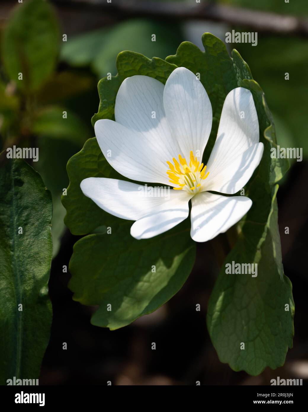 A sunlit bloodroot flower, Sanguinaria canadensis, isolated on a dark shadow leaf background in the early spring in the Adirondack Mountains, NY USA Stock Photo