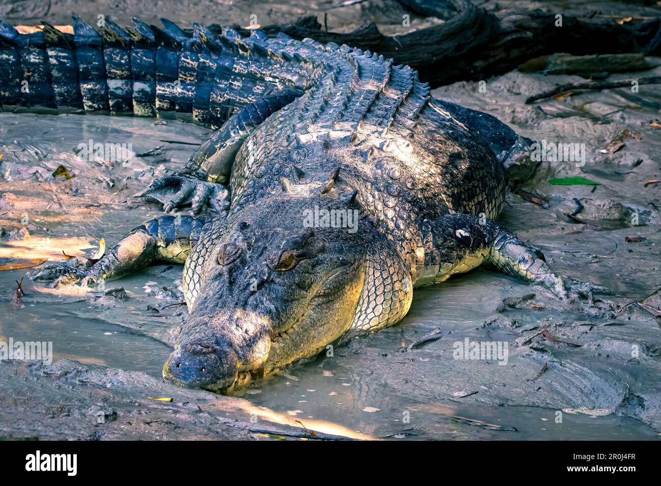 Australian crocodile in Kakadu National Park, Northern Territory, Australia Stock Photo