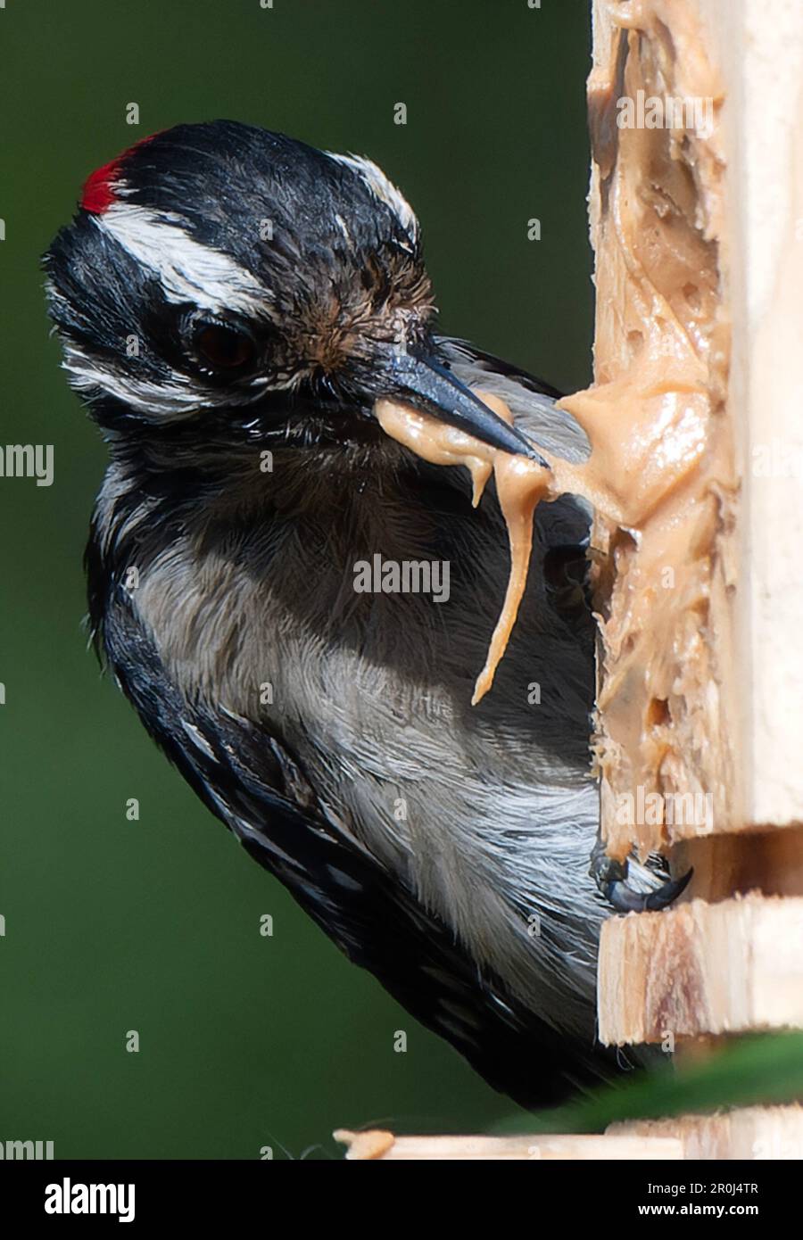 A Woodpecker on a peanut butter bird feeder Stock Photo - Alamy
