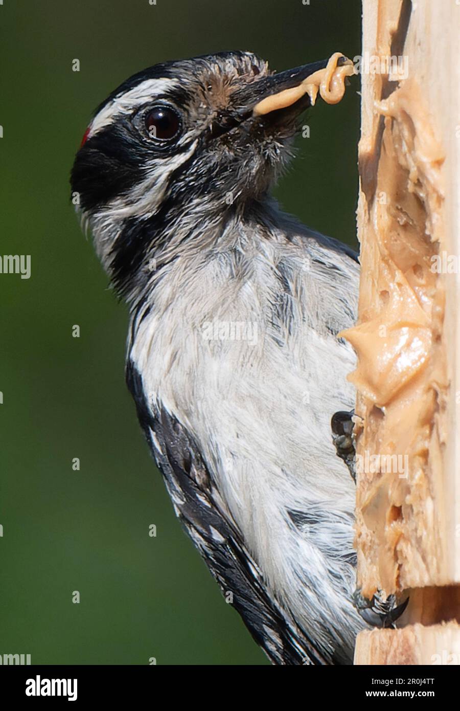 A Woodpecker on a peanut butter bird feeder Stock Photo - Alamy