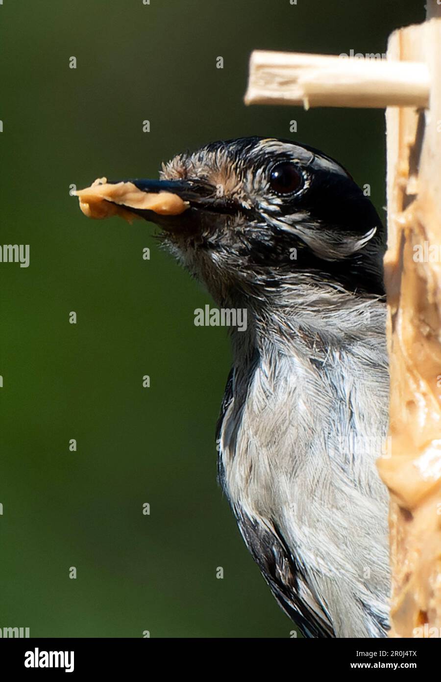 A Woodpecker on a peanut butter bird feeder Stock Photo - Alamy