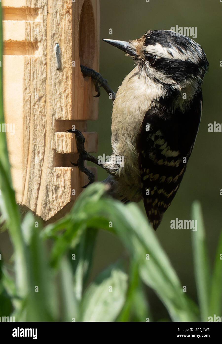 A Woodpecker on a peanut butter bird feeder Stock Photo - Alamy