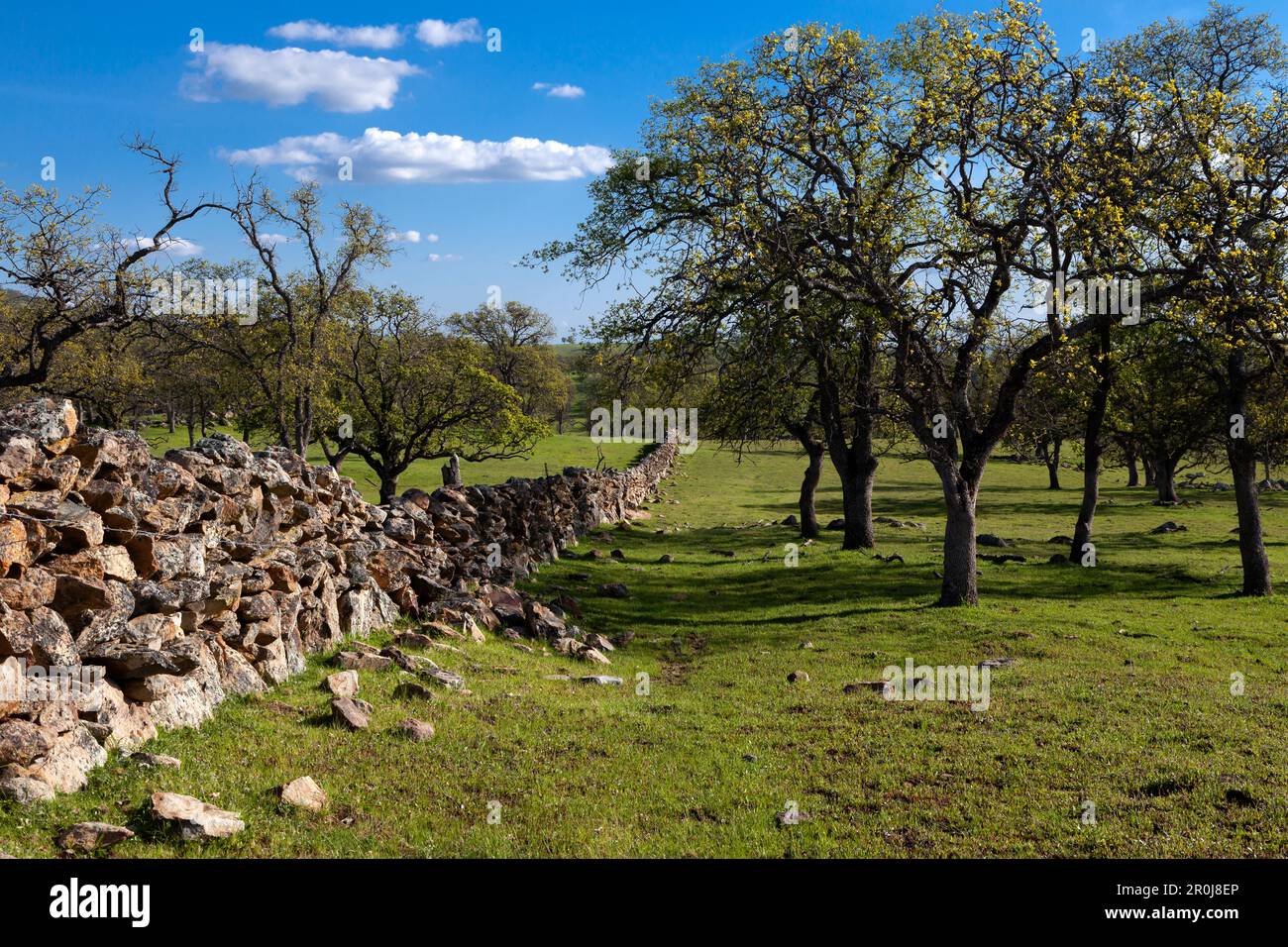 A fieldstone rock wall and oak trees on a green hillside of the Sierra Nevada foothills in Calaveras County, California. Stock Photo