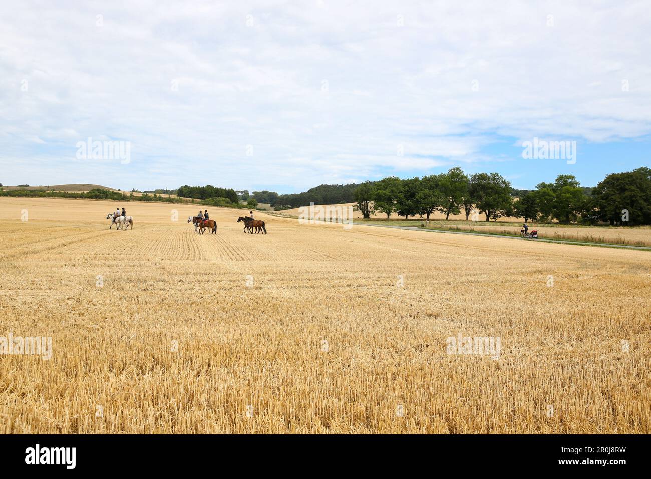 Horse riding cornfield hires stock photography and images Alamy