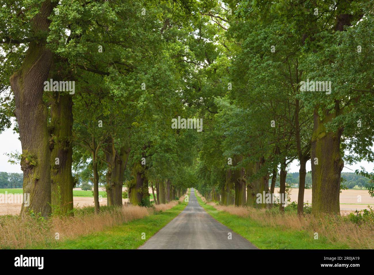 Alley with oak trees hessen hi-res stock photography and images - Alamy