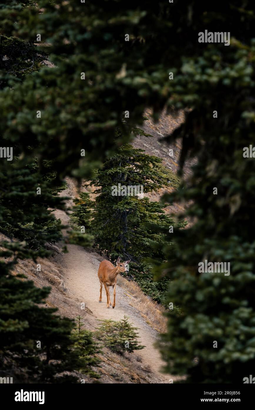 Young deer walks up a hiking pathway in Olympic National Park at