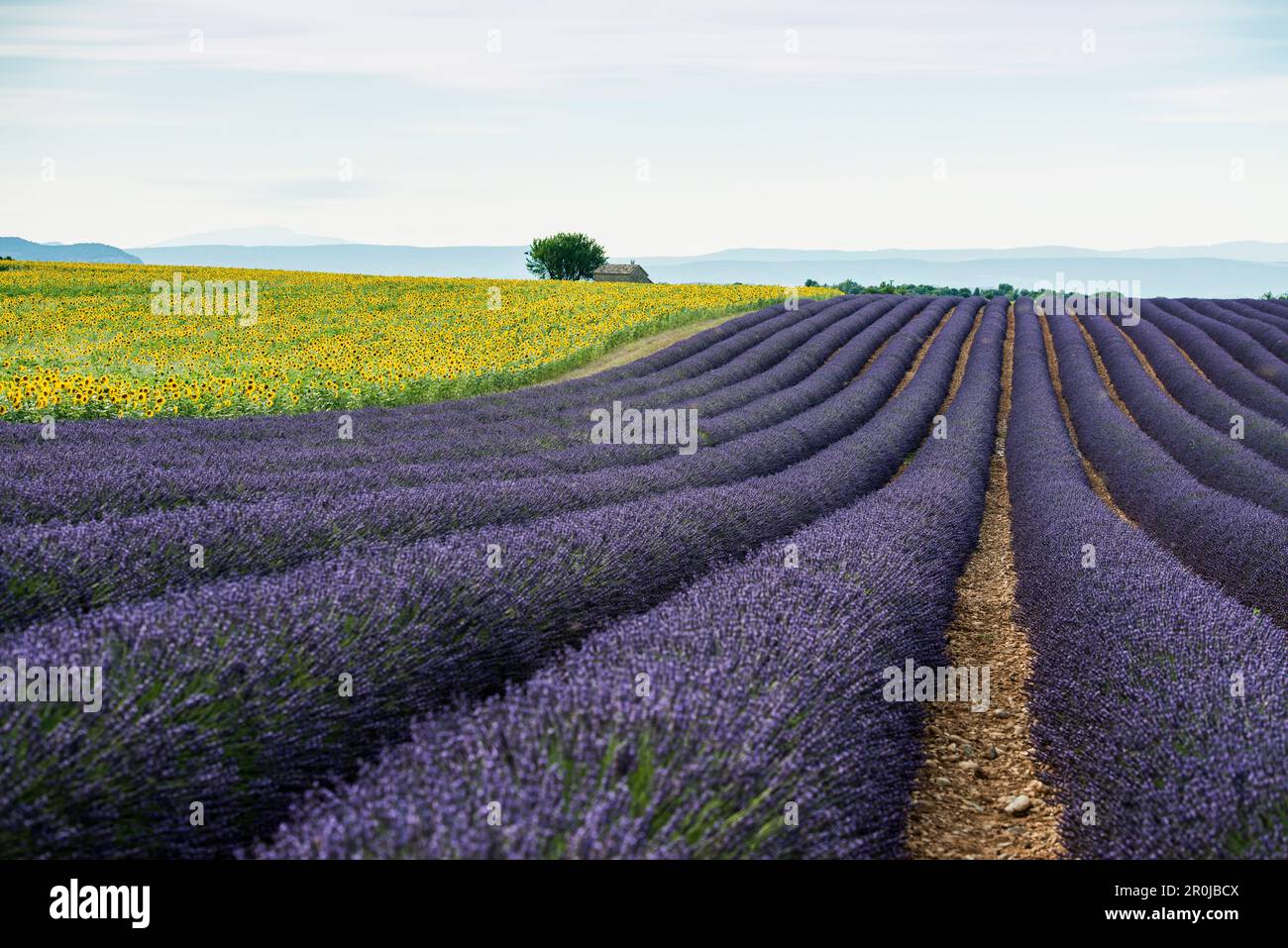 lavender field and sunflowers, near Valensole, Plateau de Valensole