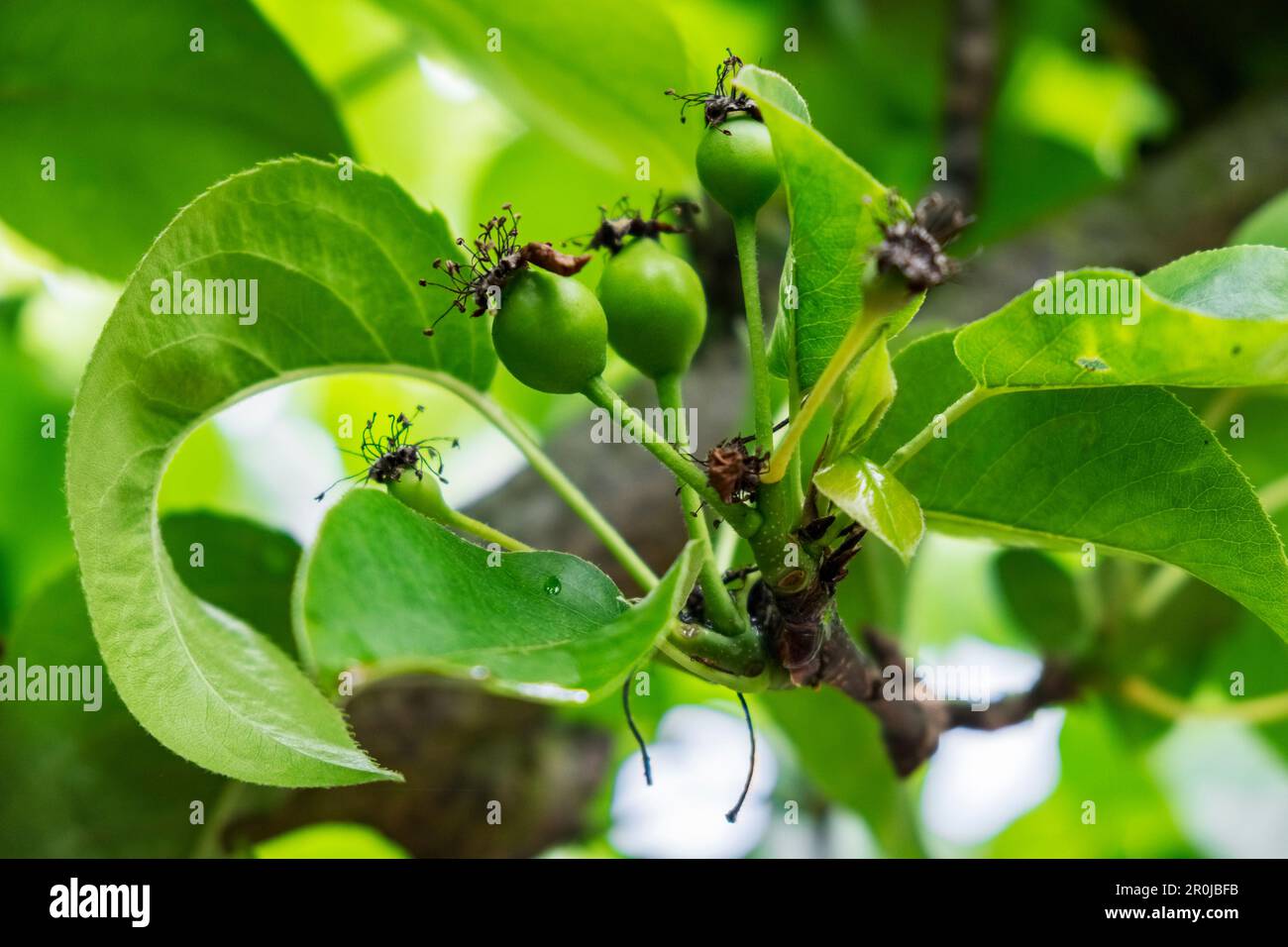 Fruits form after petals of Nashi pear tree (Pyrus pyrifolia kumoi) have fallen. Stock Photo