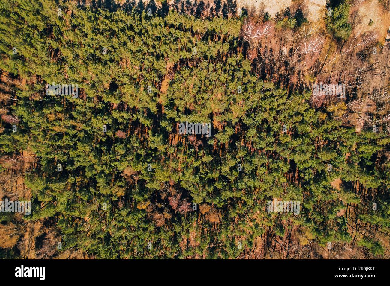 Aerial view of forest tree tops top view. Drone shot over spruce ...