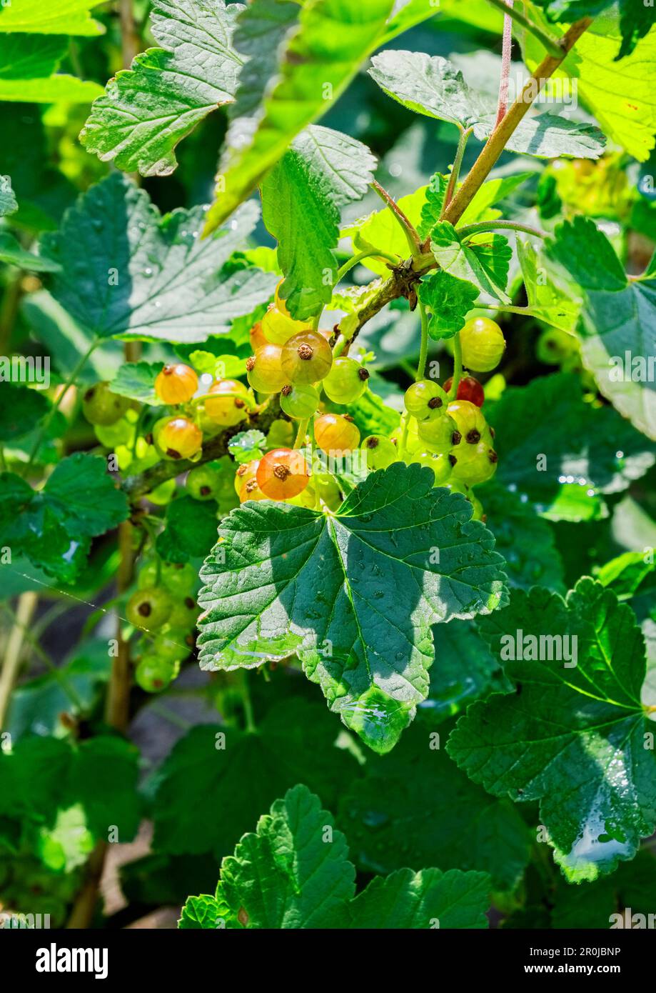 Johannisbeeren, AKA red currants, gooseberries, Ribes rubrum, are just beginning to ripen in early June. Stock Photo