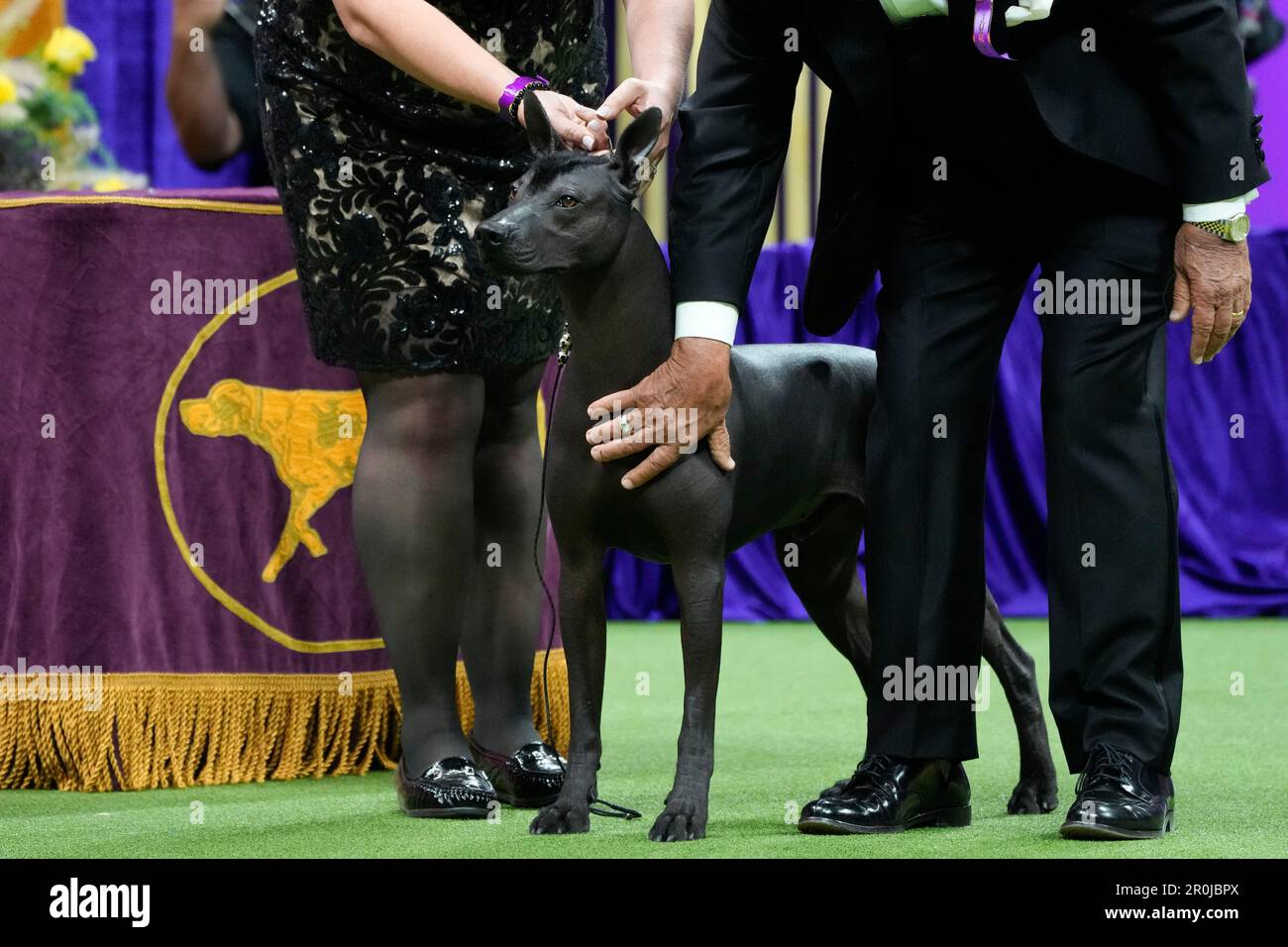 Westminster dog show cheap non sporting group