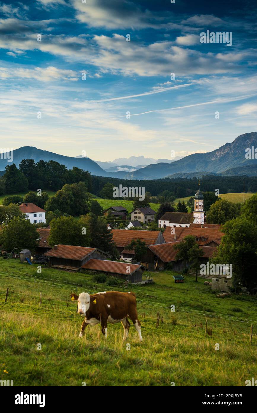 Milk cows with cow bells, Hinterstein Valley, Bad Hindelang, Allgau,  Swabia, Bavaria, Germany Stock Photo - Alamy
