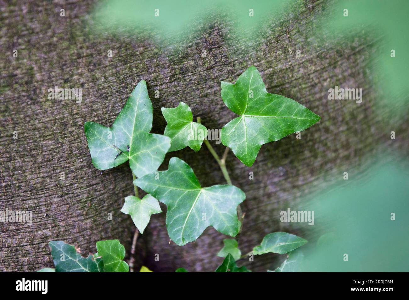 Ivy climbing tree hi-res stock photography and images - Alamy