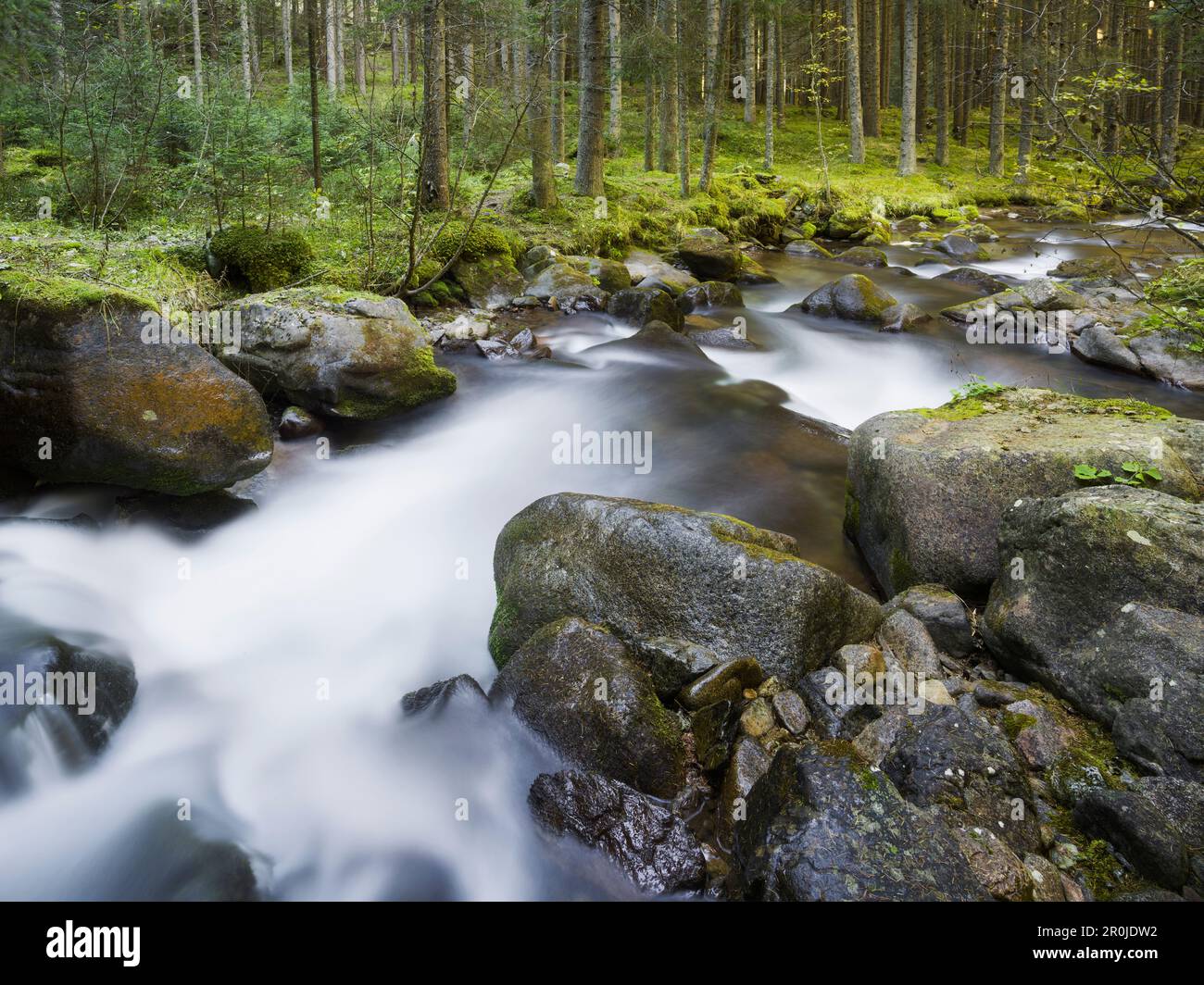Nice stream flowing through forest hi-res stock photography and images ...