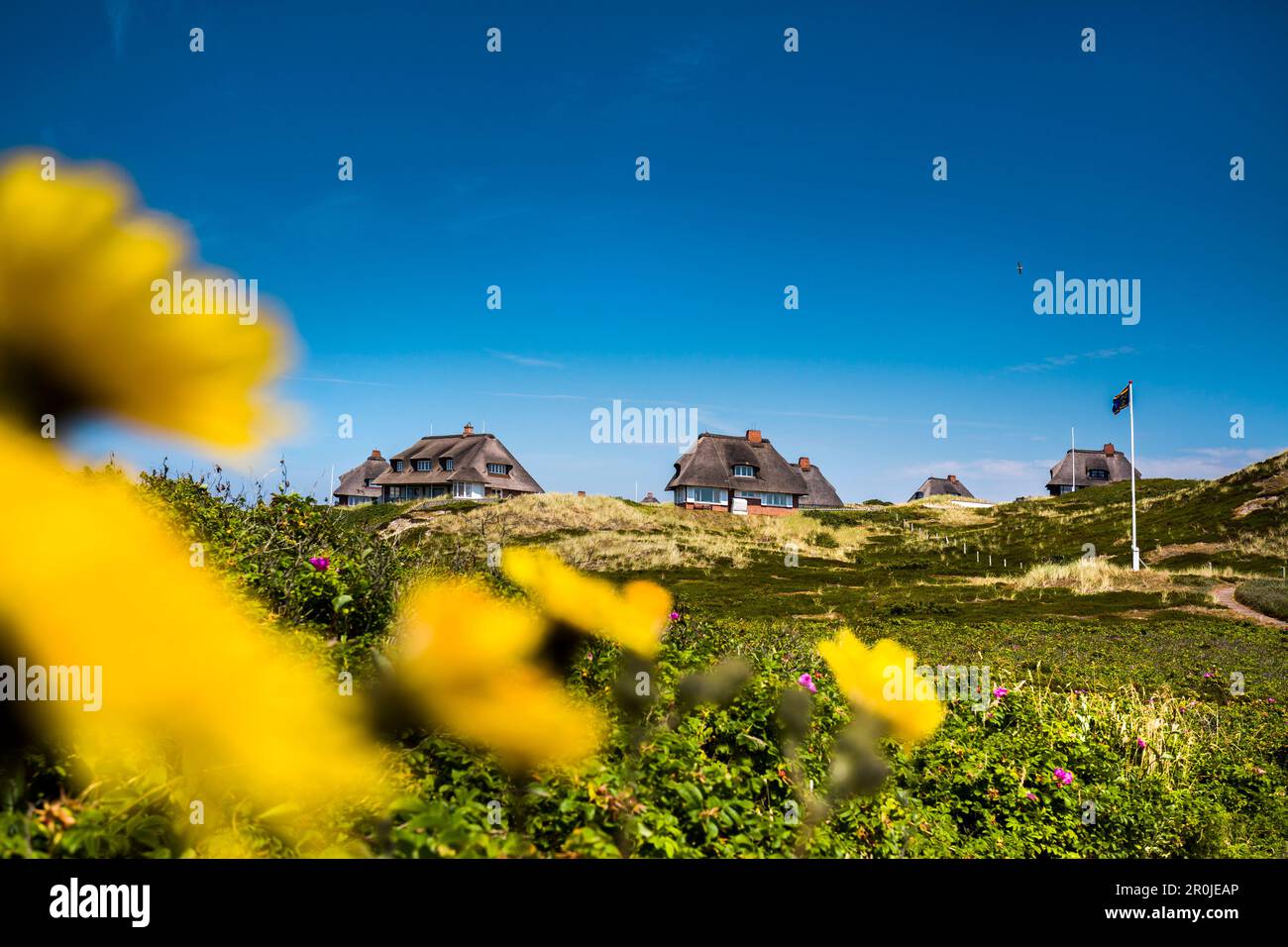 Thatched houses in the dunes, Hoernum, Sylt Island, North Frisian Islands, Schleswig-Holstein, Germany Stock Photo