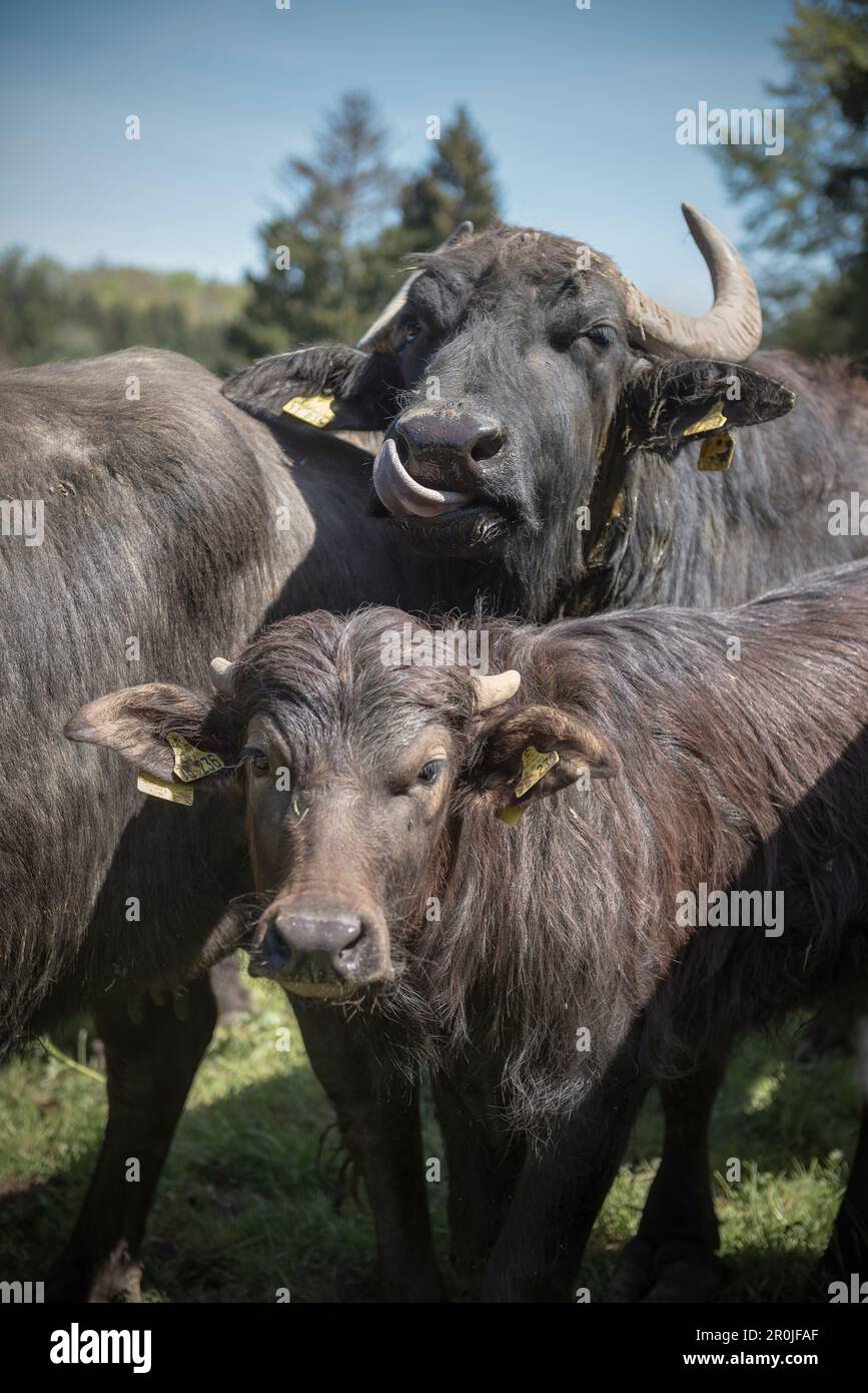 Alb buffalo on a meadow, Hohenstein, Reutlingen, Swabian Alb, Baden-Wuerttemberg, Germany Stock Photo