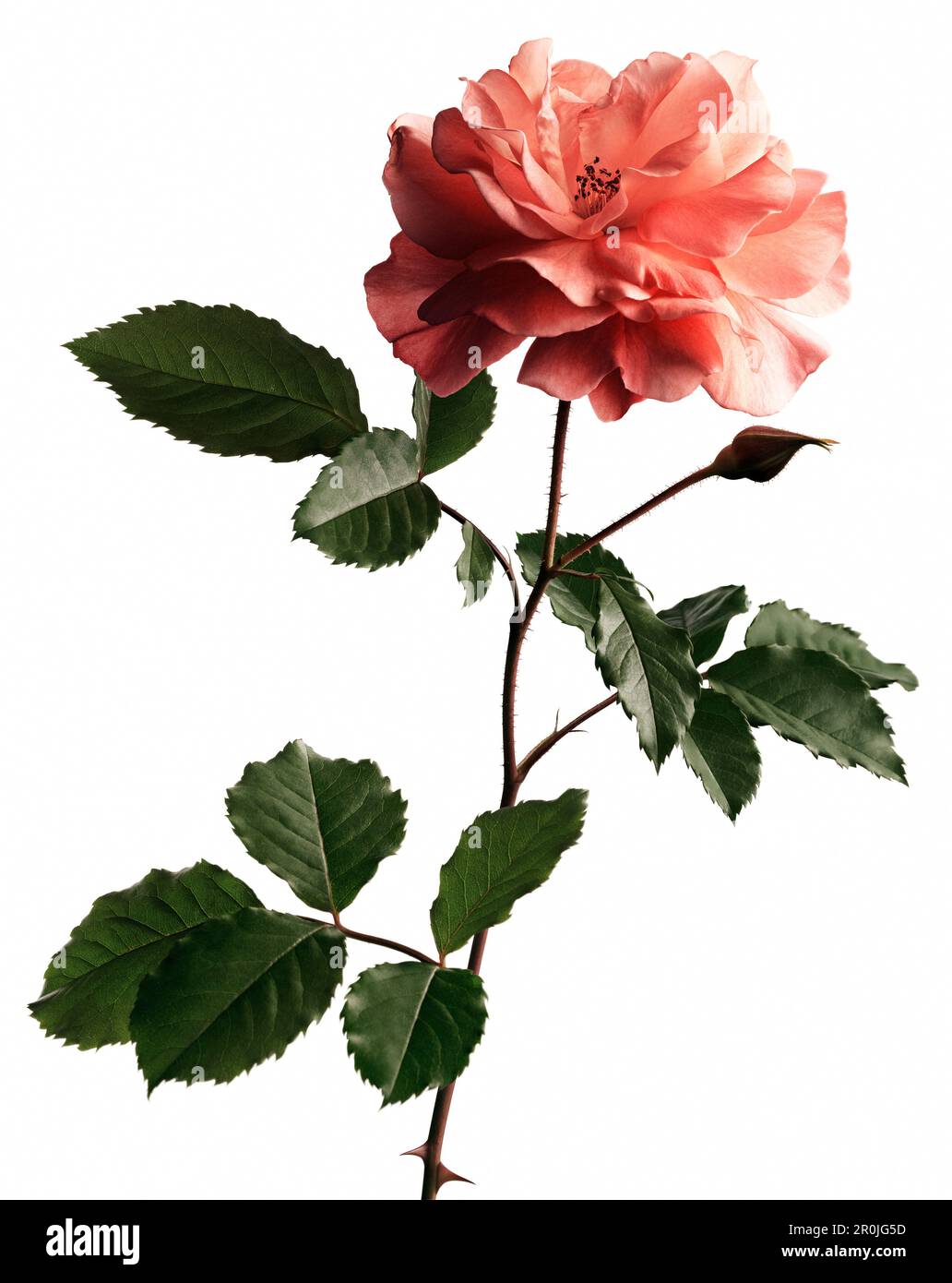 Interior pinkish flower hi-res stock photography and images - Alamy