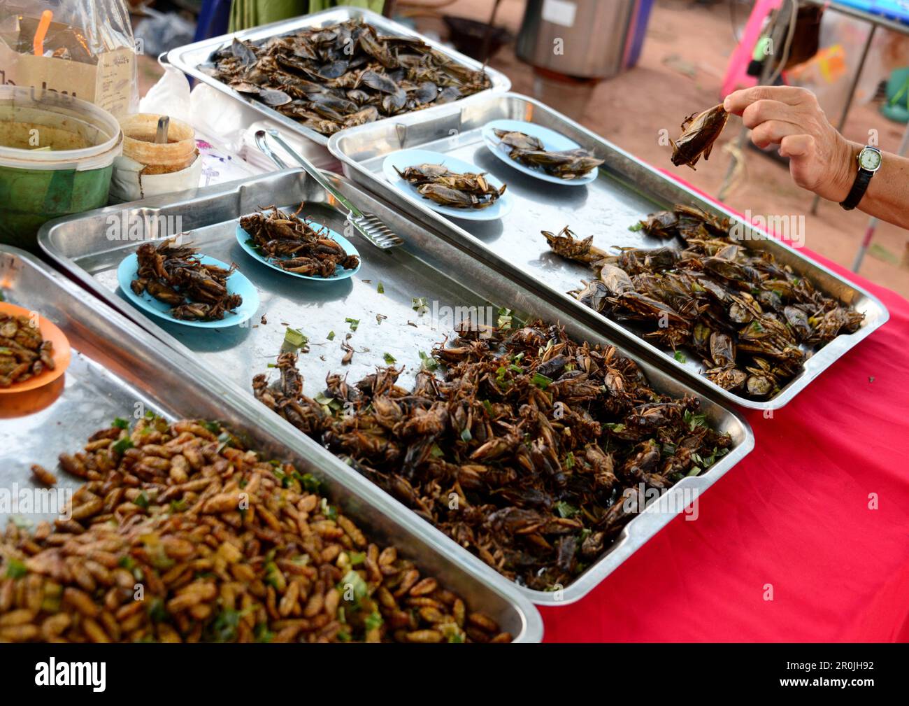 Snacks, Insects in Bangkok, Thailand, Asia Stock Photo