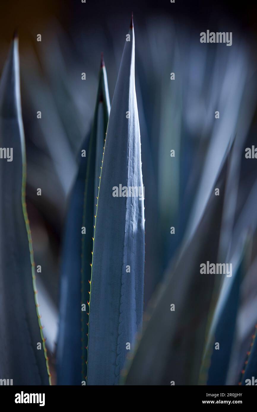 Detail of Agave plant at Leyva Boutique Tequila Distillery, near Puerto Vallarta, Jalisco, Mexico Stock Photo
