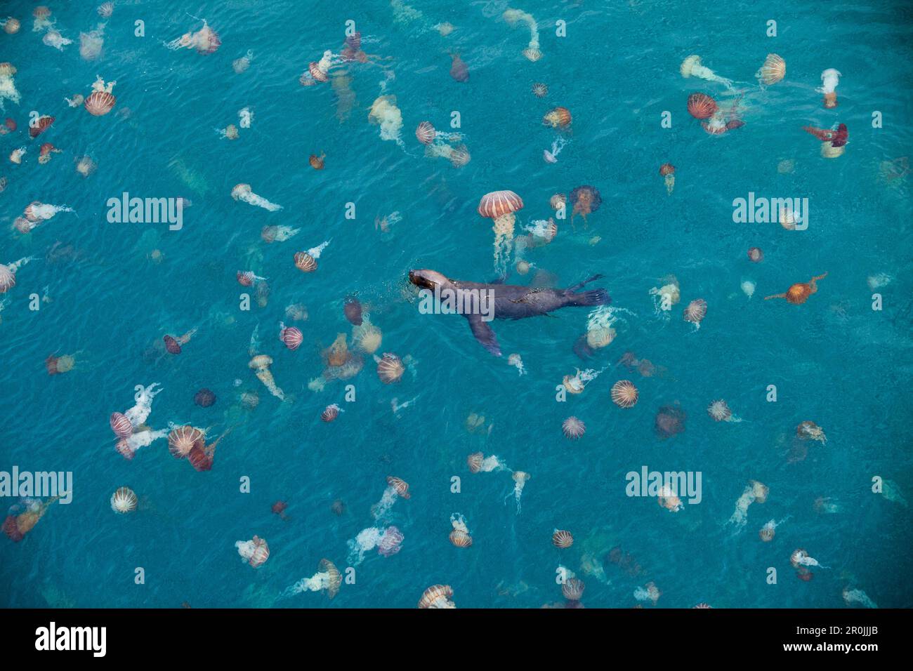 A sea lion swims through a sea of giant colorful jellyfish, Iquique, Tarapaca, Chile Stock Photo