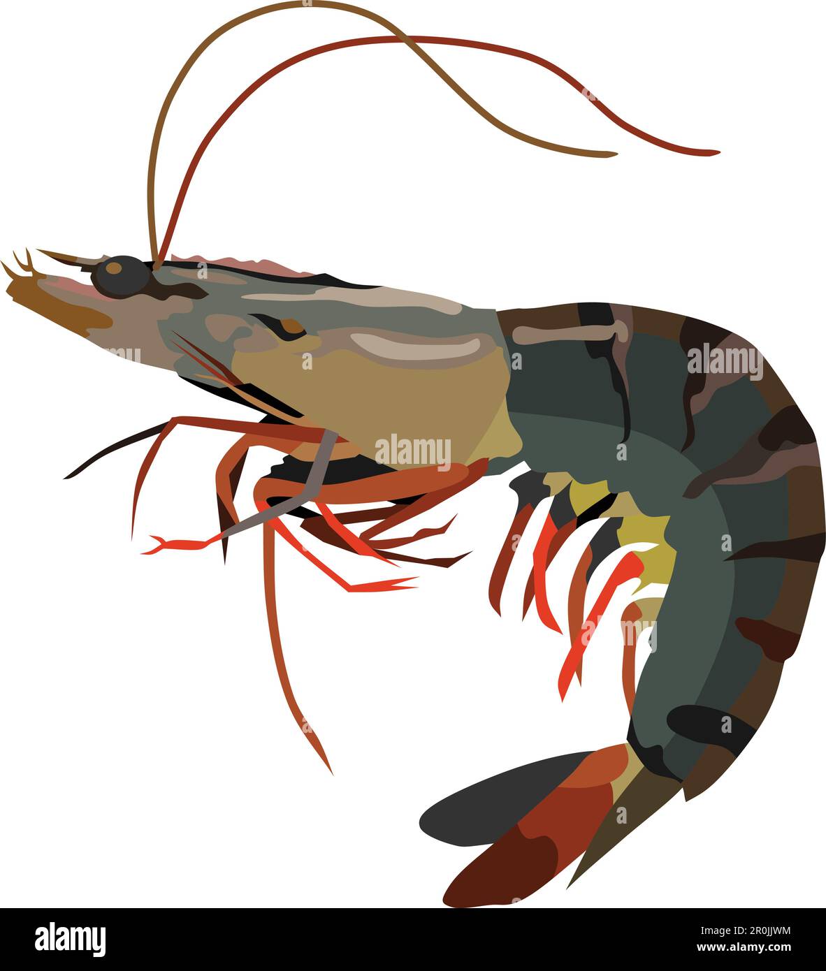 Anatomy of aquatic life Stock Vector Images - Alamy