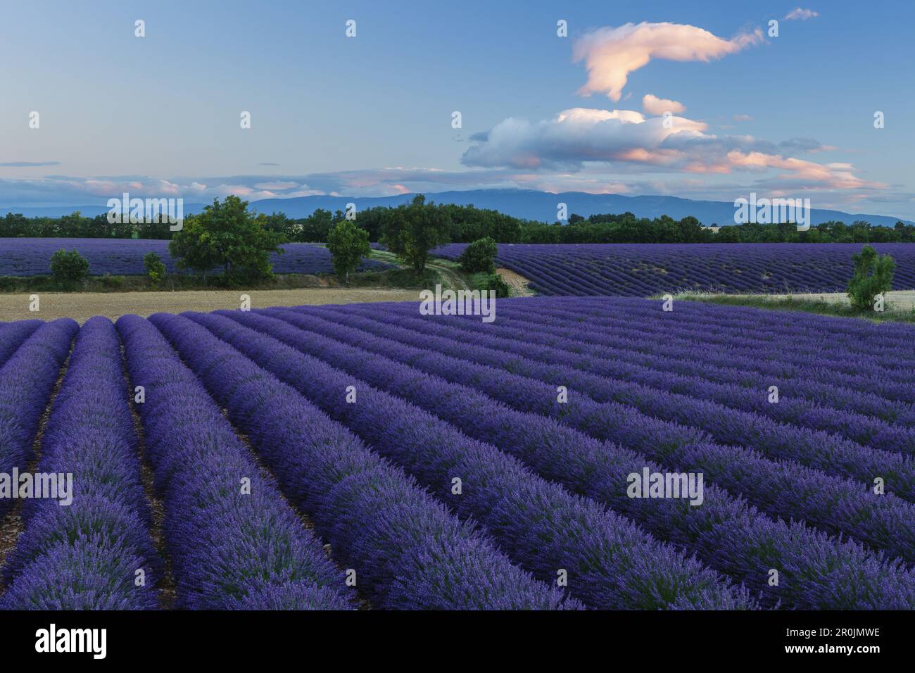 lavender fields, lavender, lat. Lavendula angustifolia, high plateau of Valensole, Plateau de Valensole, near Valensole, Alpes-de-Haute-Provence, Prov Stock Photo