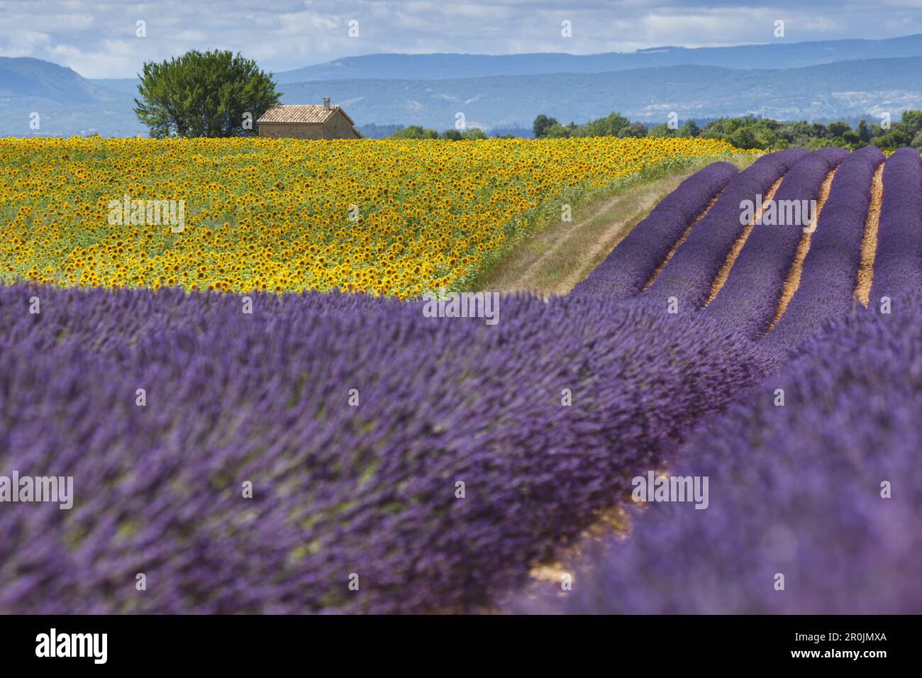 sunflower field, sunflowers and lavender field, lavender, lat. Lavendula angustifolia, house, high plateau of Valensole, Plateau de Valensole, near Va Stock Photo
