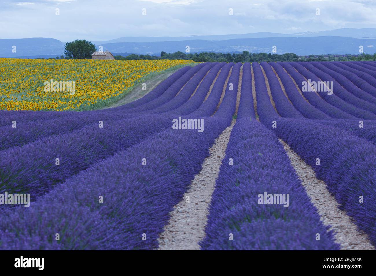sunflower field, sunflowers, lavender field, lavender, lat. Lavendula angustifolia, house, high plateau of Valensole, Plateau de Valensole, near Valen Stock Photo