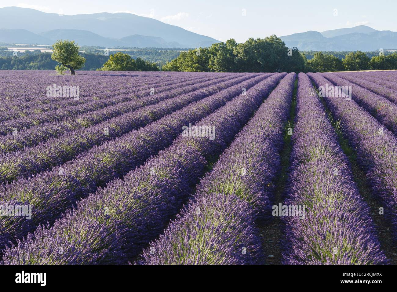 lavender field, lavender, lat. Lavendula angustifolia, tree, high plateau of Valensole, Plateau de Valensole, near Valensole, Alpes-de-Haute-Provence, Stock Photo