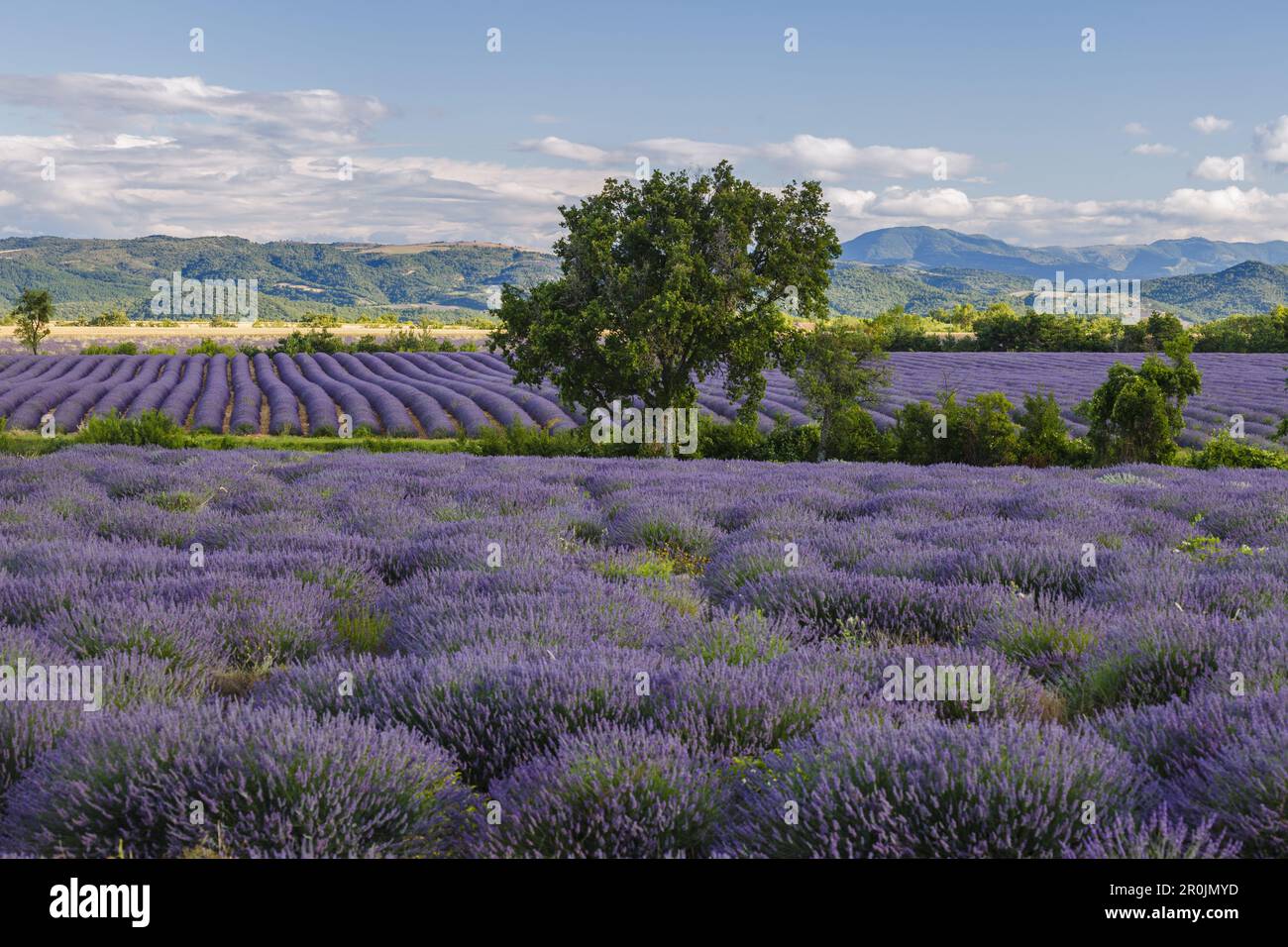 lavender field, lavender, lat. Lavendula angustifolia, holm oak, lat. Quercus rotundifolia, tree, high plateau of Valensole, Plateau de Valensole, nea Stock Photo