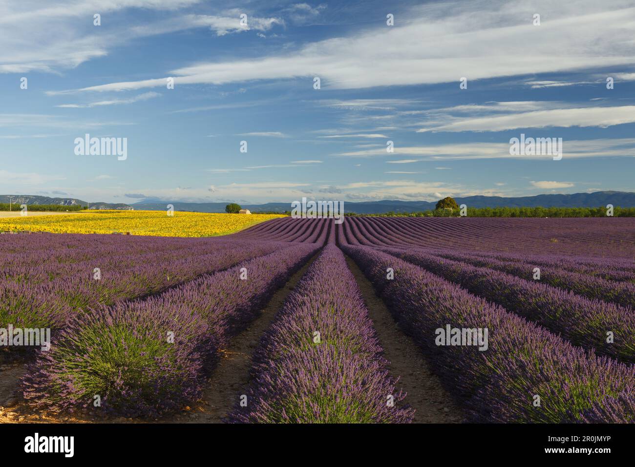 sunflower field, sunflowers and lavender field, lavender, lat. Lavendula angustifolia, house, high plateau of Valensole, Plateau de Valensole, near Va Stock Photo
