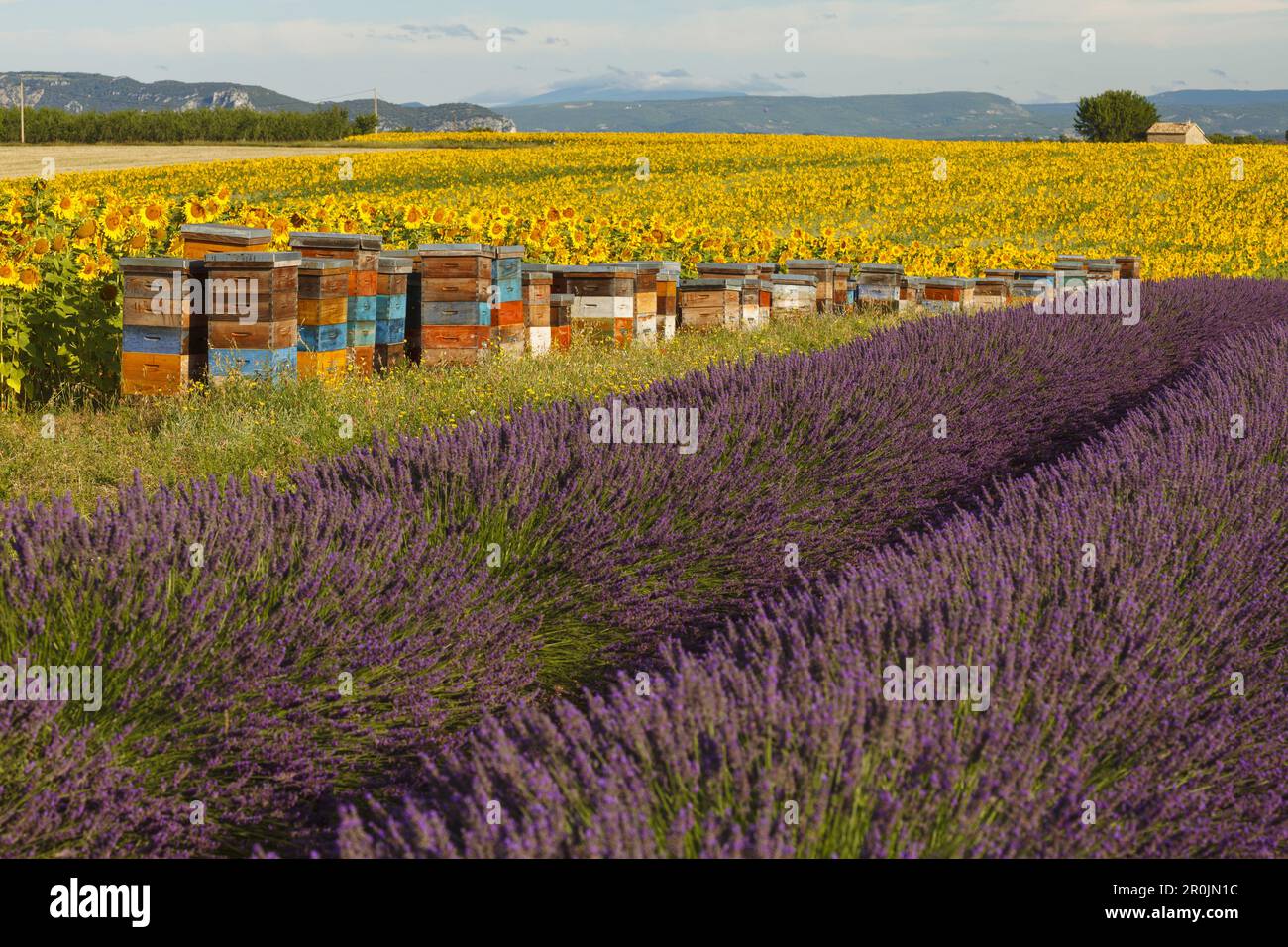 beehives near a sunflower field, sunflowers, lavender field, lavender, lat. Lavendula angustifolia, high plateau of Valensole, Plateau de Valensole, n Stock Photo