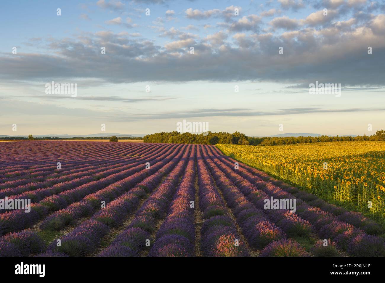 sunflower field, sunflowers, lavender field, lavender, lat. Lavendula angustifolia, high plateau of Valensole, Plateau de Valensole, near Valensole, A Stock Photo