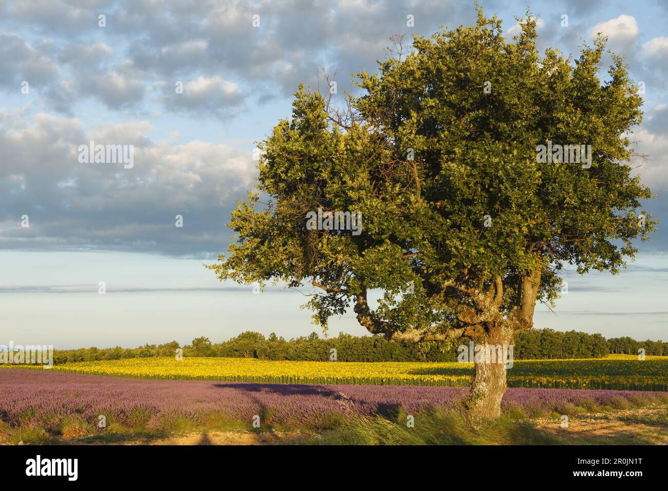 holm oak, lat. Quercus rotundifolia, tree and sunflower field, sunflowers, lavender field, lavender, high plateau of Valensole, Plateau de Valensole, Stock Photo