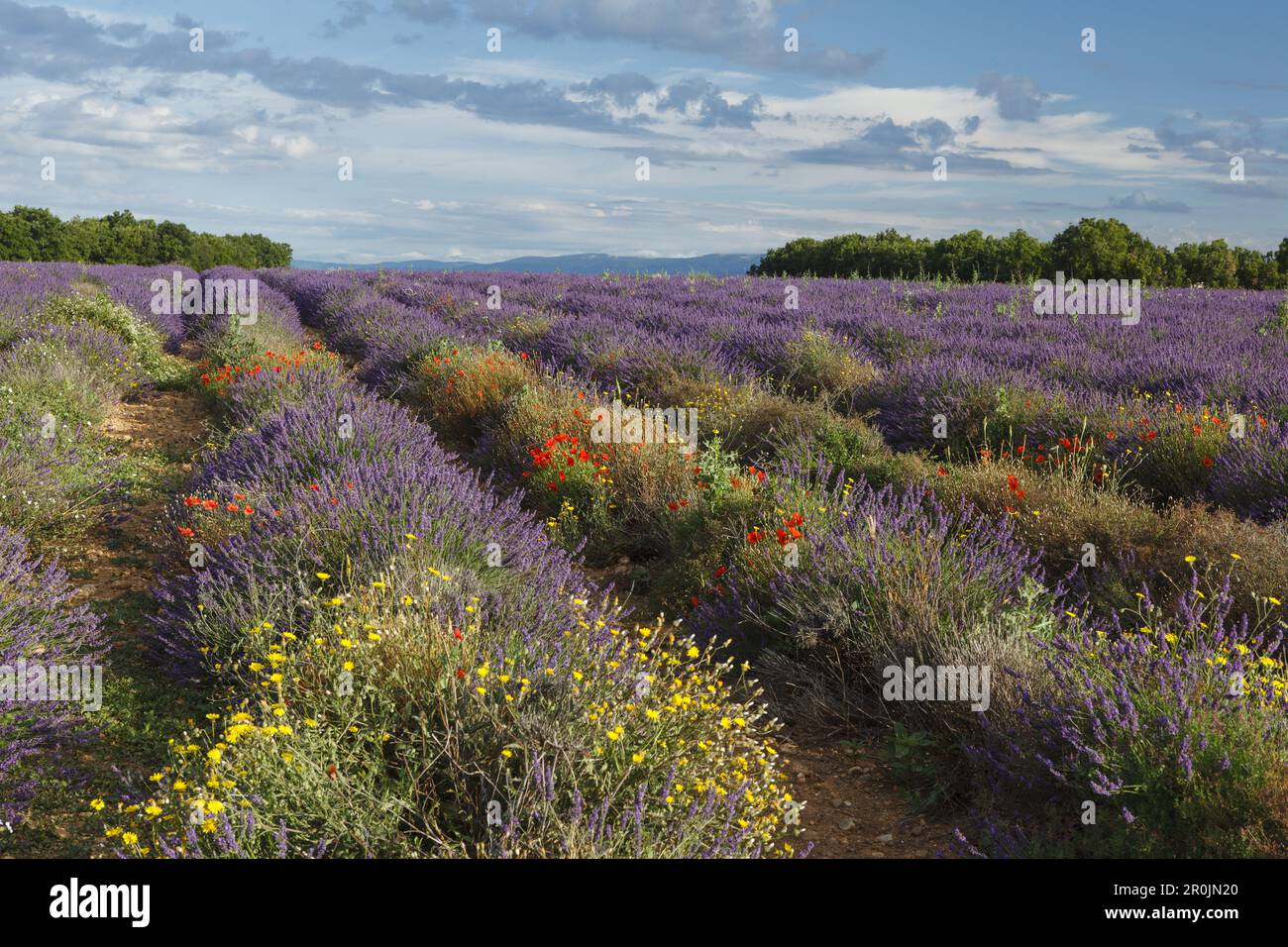 lavender field, lavender, lat. Lavendula angustifolia, poppies, poppy blossom, high plateau of Valensole, Plateau de Valensole, near Valensole, Alpes- Stock Photo