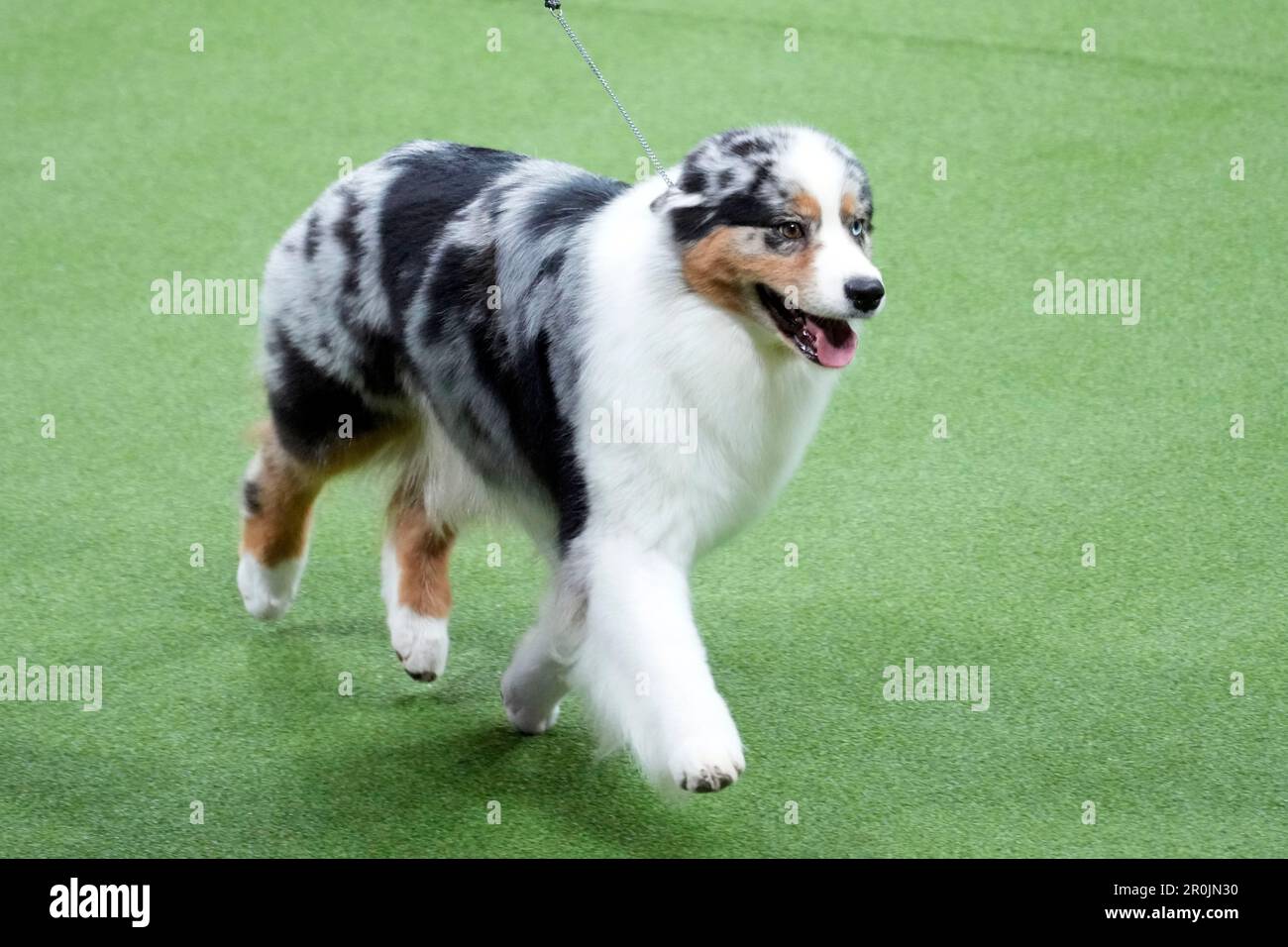 Ribbon, an Australian shepherd, competes in the herding group