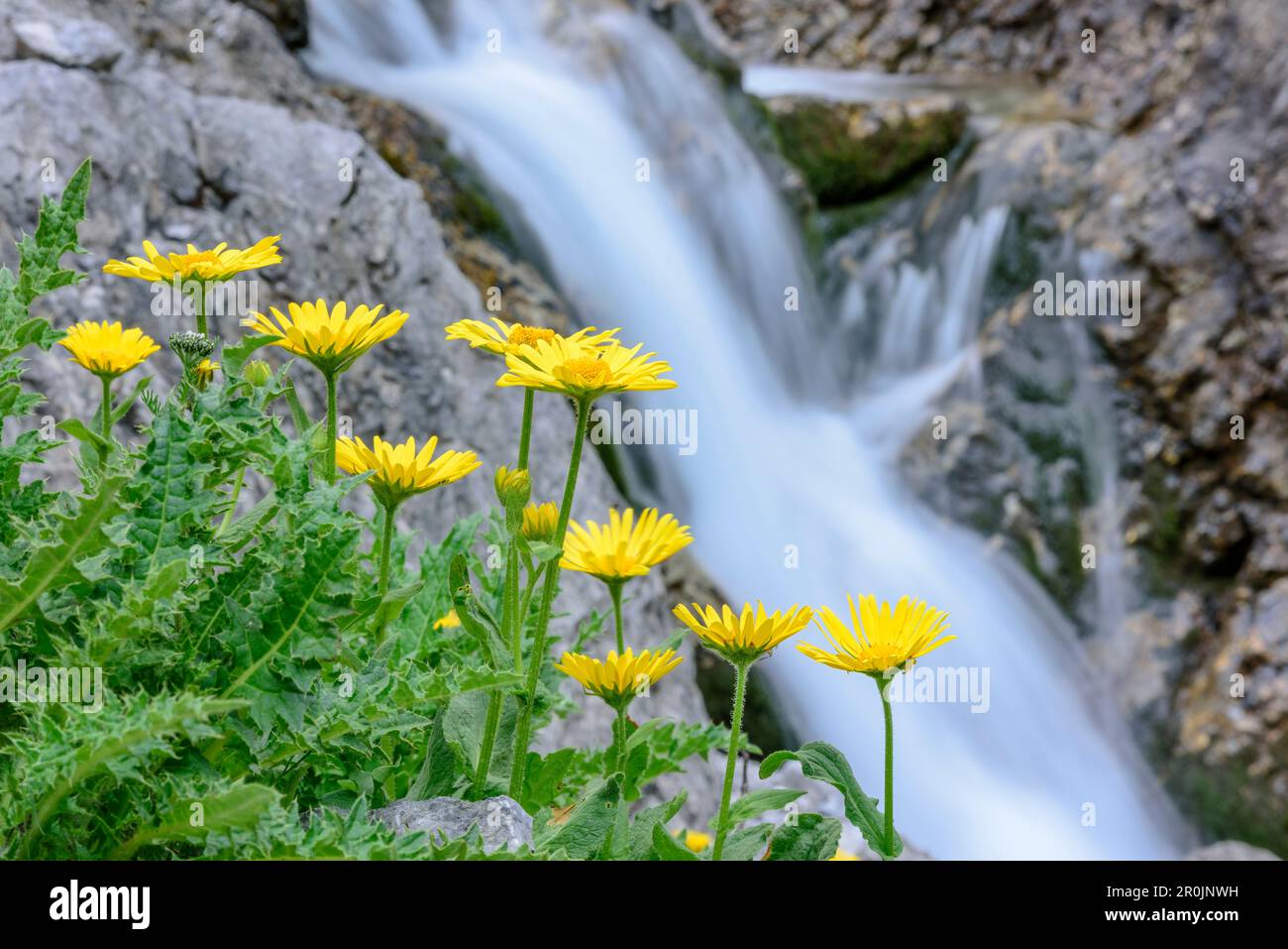 Yellow blooming Doronicum grandiflorum with river in background , Lechtal Alps, Tyrol, Austria Stock Photo