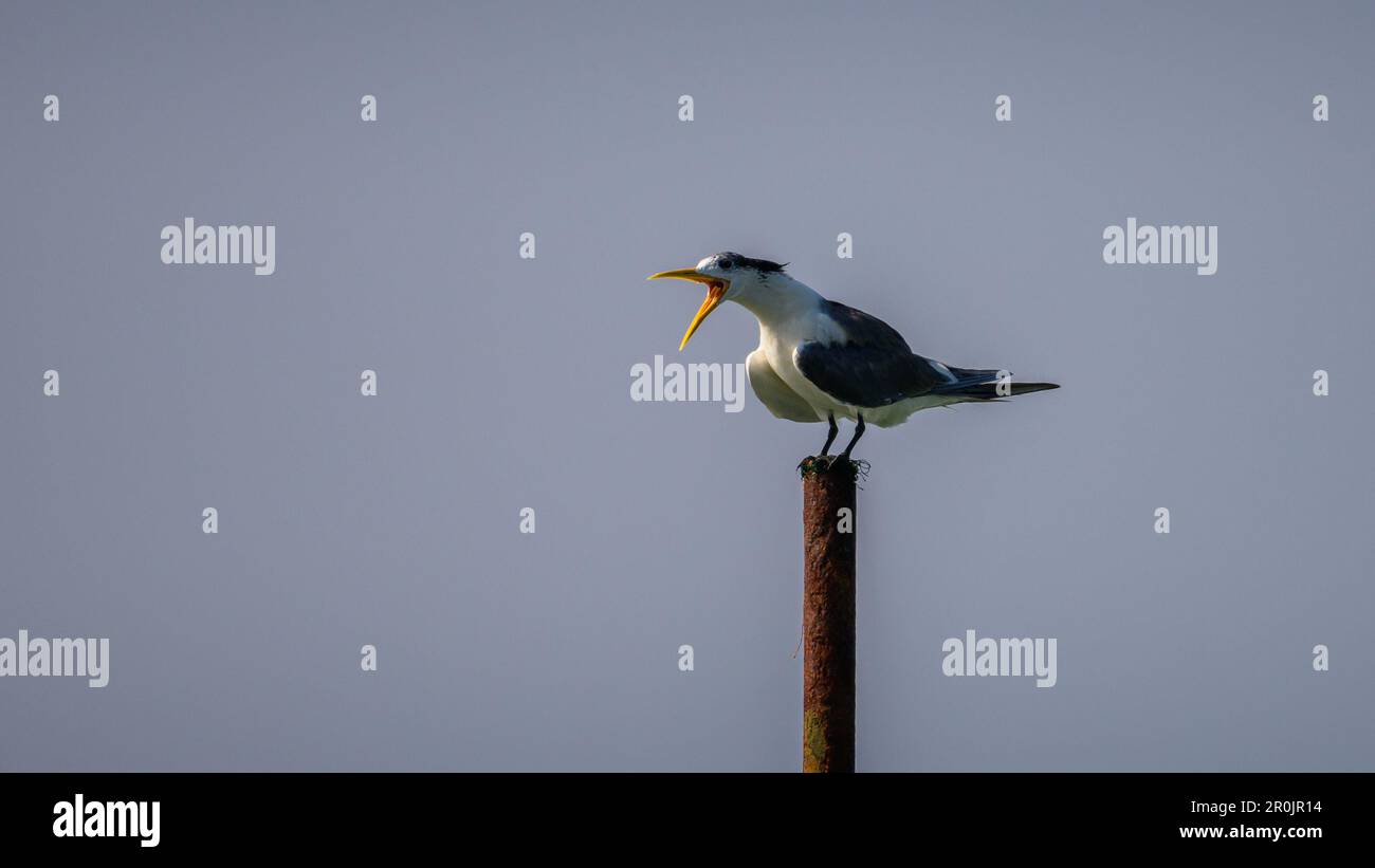 Greater crested tern sitting on a pole and chirp loud, open yellow beak, clear skies in the background. Stock Photo