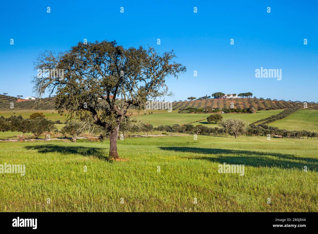 Cork oaks and finca near Beja, Korkeichen, Alentejo, Portugal Stock Photo