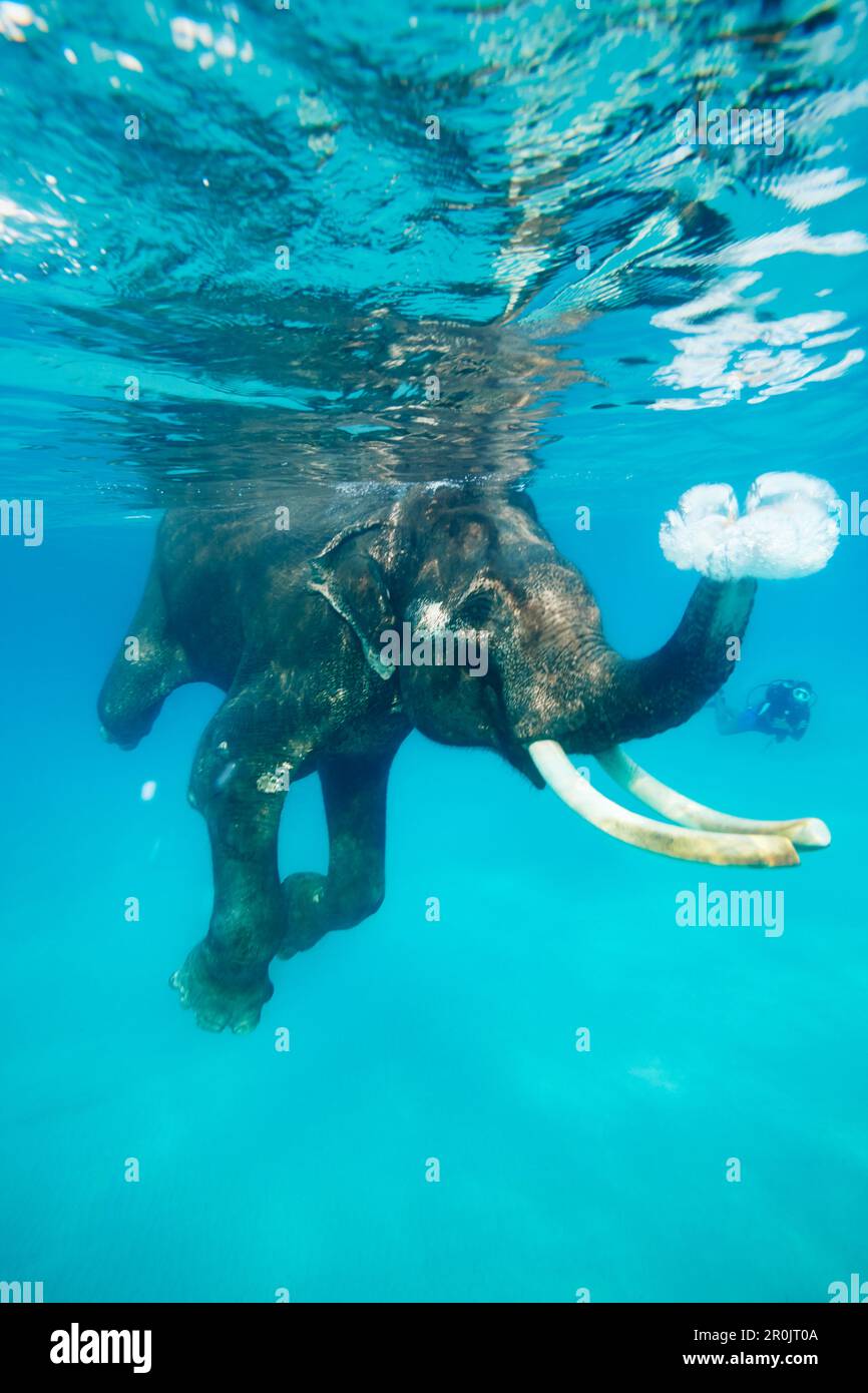 Swimming elephant, snorkelers and divers accompanying him, Havelock Island, Andaman Islands, Union Territory, India Stock Photo