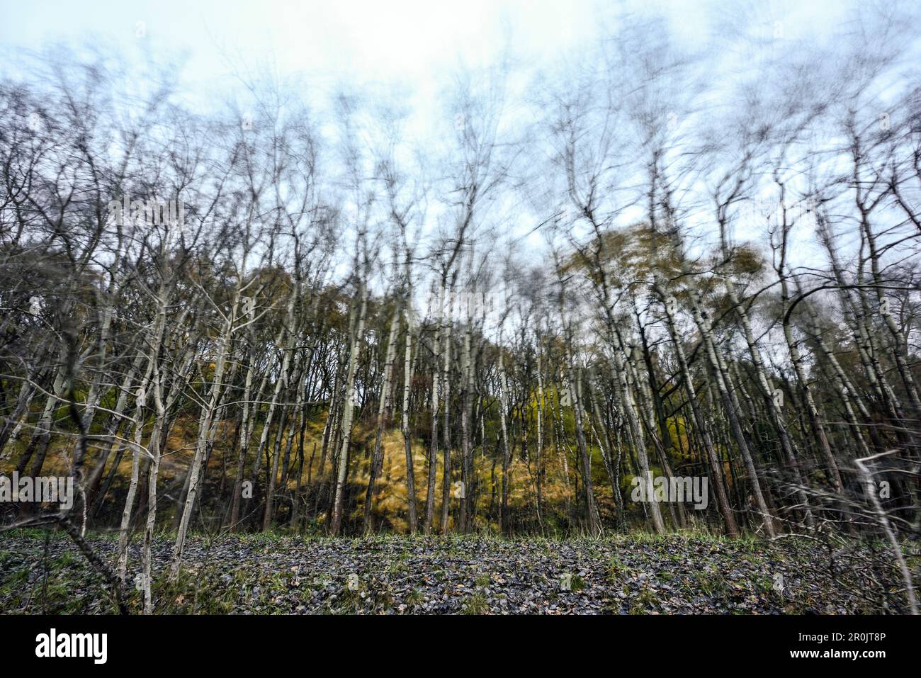 Birch forest in an Autumn storm, Boberg Valley, Hamburg, Germany Stock ...