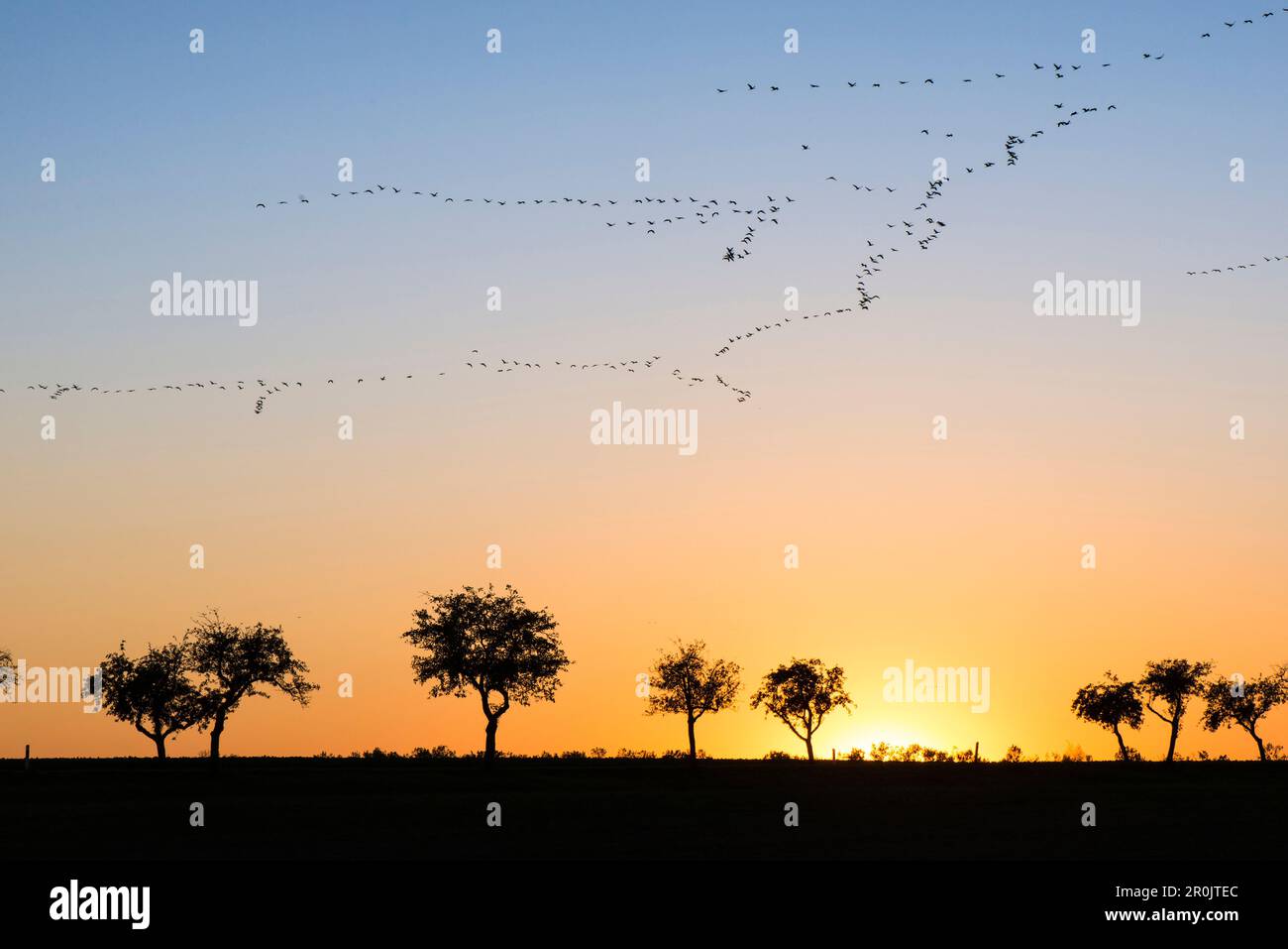 Silhouettes of cranes in formation flight in the red-colored sky of the setting sun. In the foreground silhouettes of many leafless trees in autumn, o Stock Photo