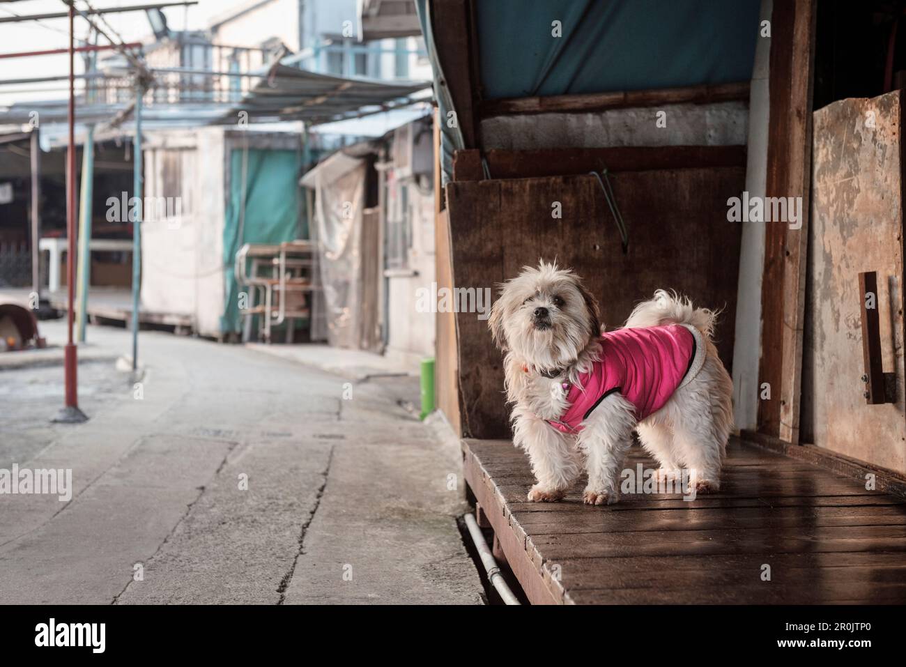 dog dressed in pink at fishing village Tai O, Lantau Island, Hongkong