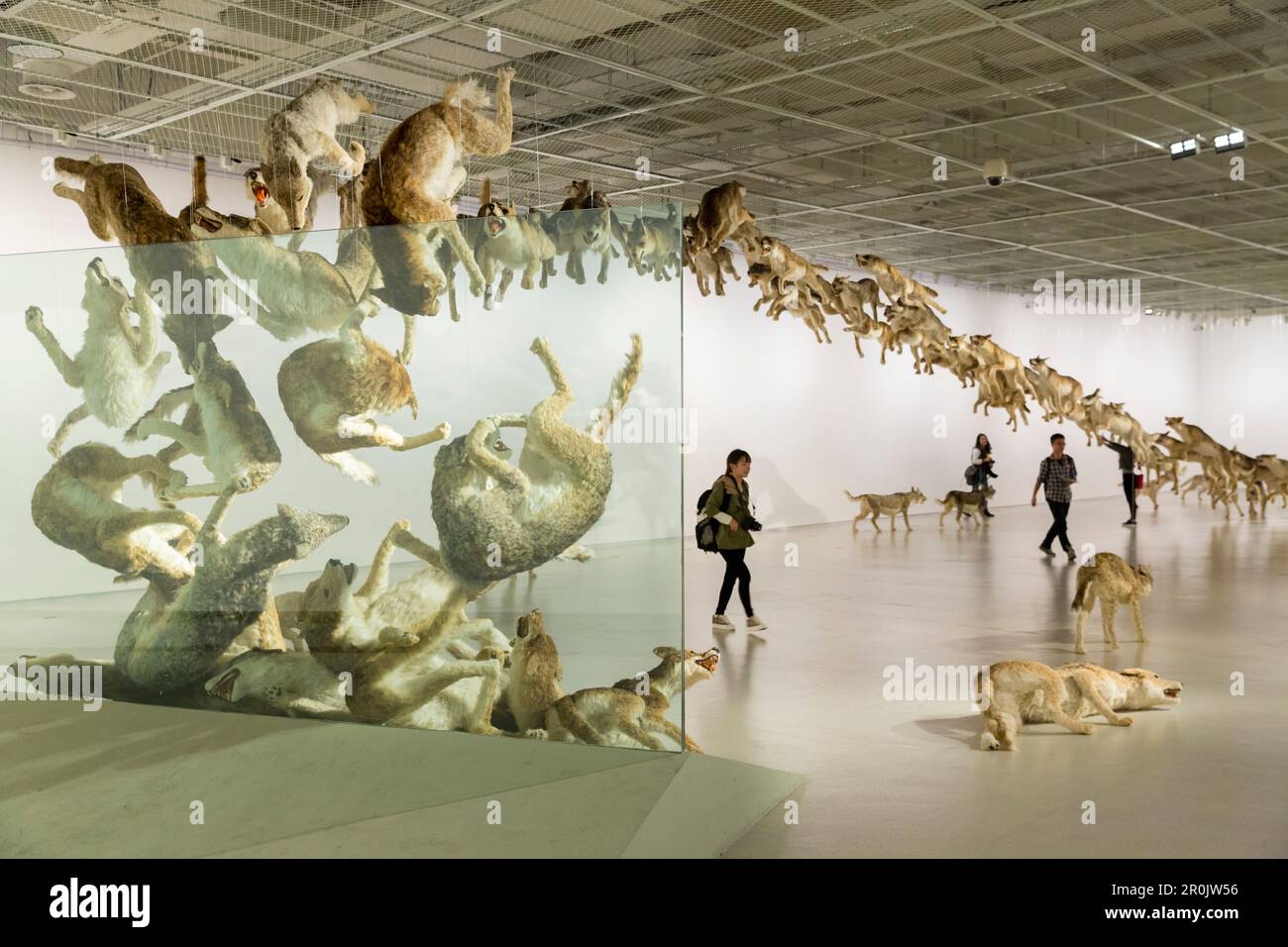 Installation Head On, wolves, visitors, exhibiton of Cai Guoqiang, Cai