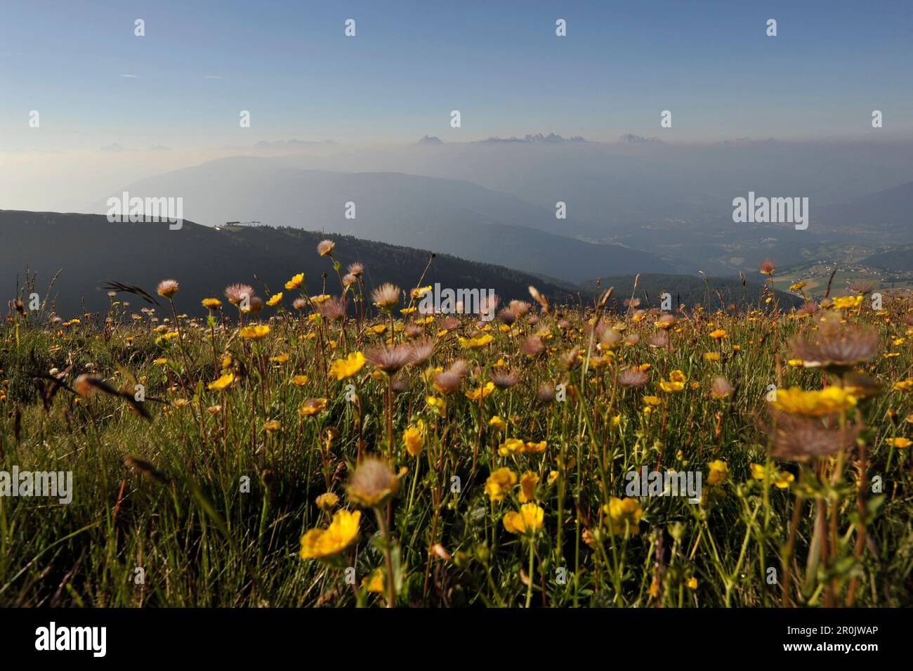 Blooming alpine meadow, view to Eisack Valley and the Dolomites, South Tyrol, Italy Stock Photo