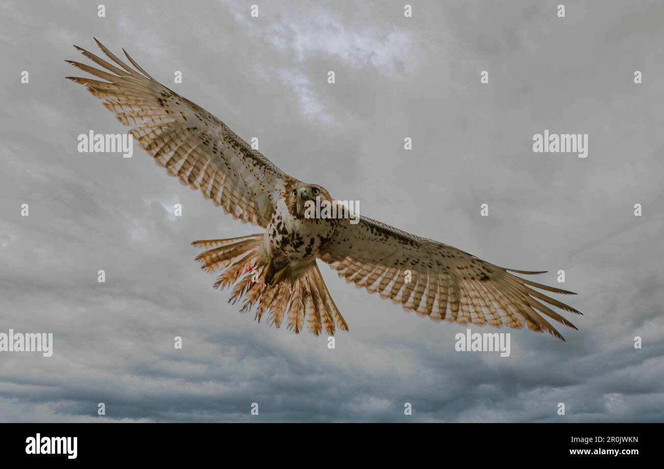 A majestic red-tailed hawk soars in its quest for prey Stock Photo