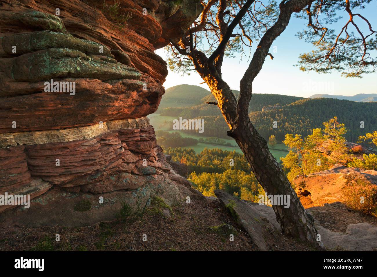 Sprinzelfels rock, near Busenberg, Dahner Felsenland, Palatinate Forest nature  park, Rhineland-Palatinate, Germany Stock Photo - Alamy