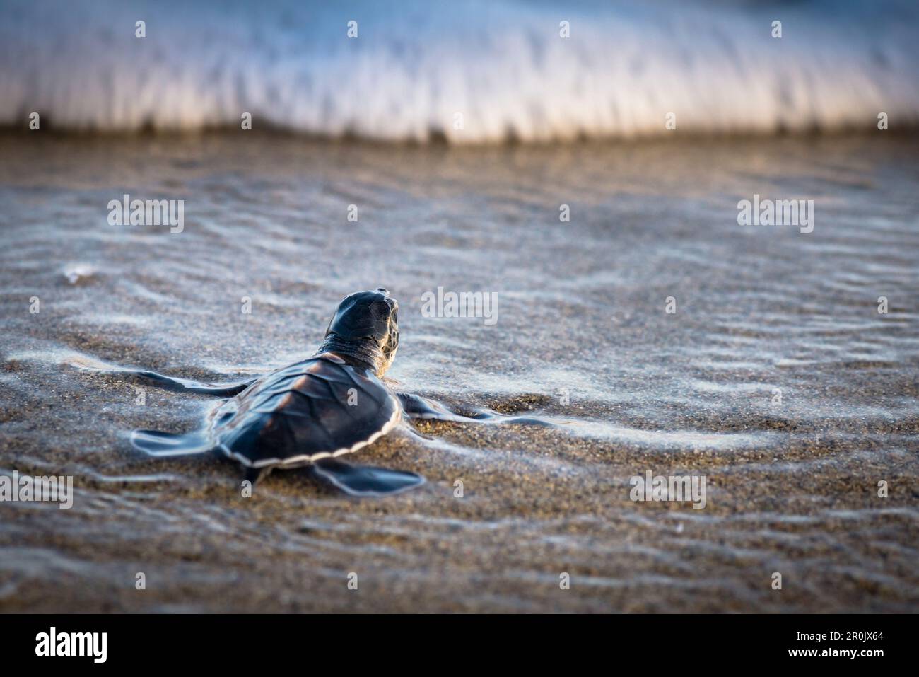 Overrun animals hi-res stock photography and images - Alamy