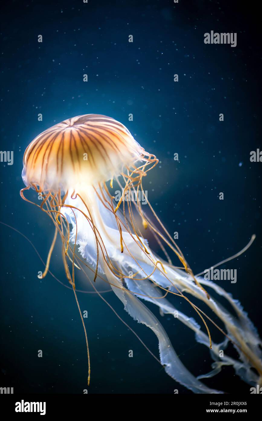 Jellyfish with long tentacles in a fish tank of the Berlin aquarium