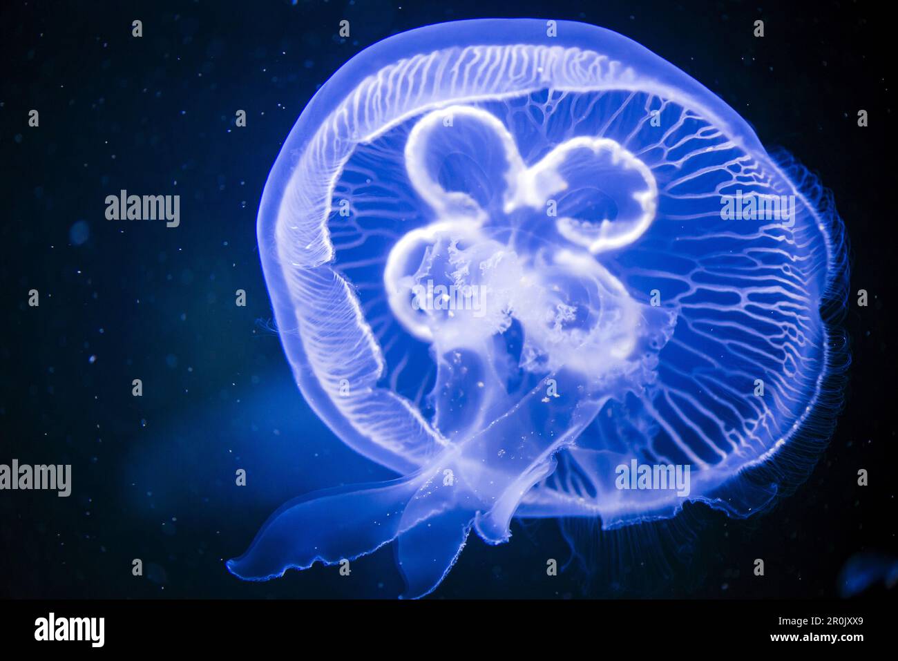 Underparts of a jellyfish in a fish tank of the Berlin aquarium